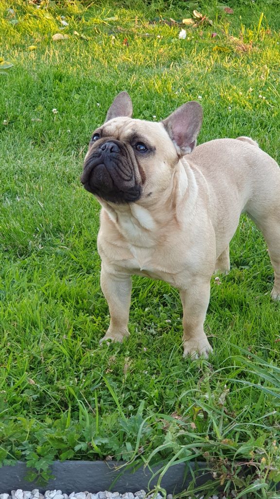 Poctis pépito des Terres du Sirius